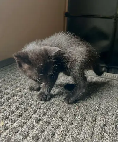 Black Kitten found, View more