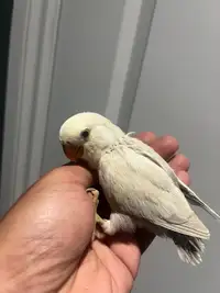 Handraised  baby lovebirds