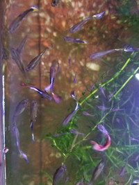 Guppy Adults Mixed Male Female