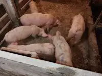 Weaner pigs