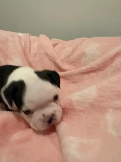 Boston  Terrier puppies for sale, View more
