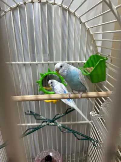 Budgies for Rehoming, View more