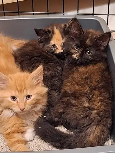 Chatons à vendre, View more