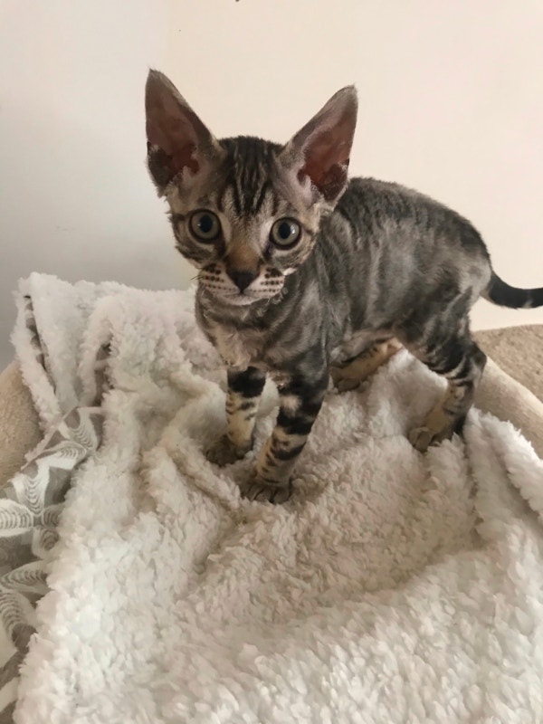 Devon Rex kittens Cats & Kittens for Rehoming Vancouver Kijiji