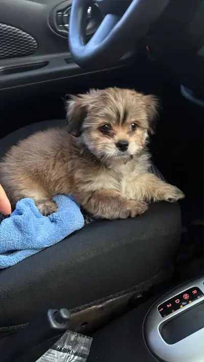 puppies ready to go , View more