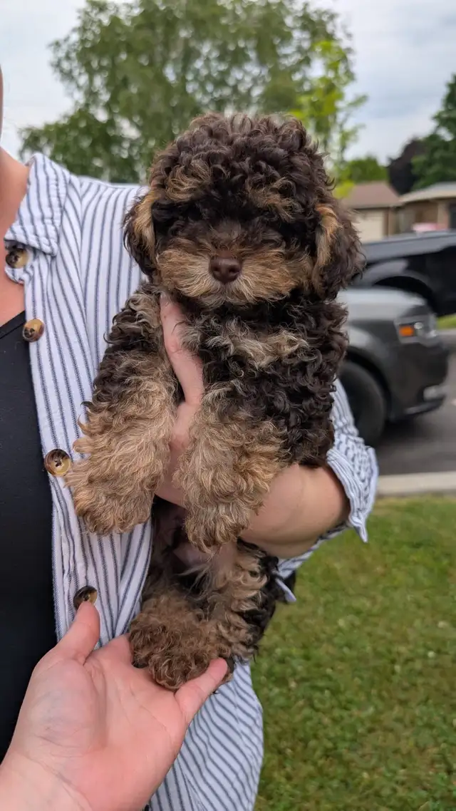Morkiepoo Puppies in Dogs & Puppies for Rehoming in Oshawa / Durham Region - Image 5