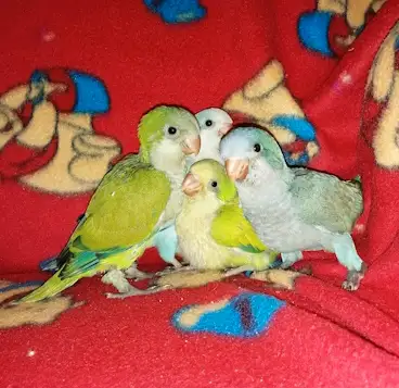 ❤️❤️Adorables oisillons Quakers bleus ❤️❤️, View more