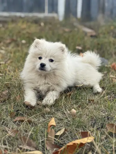 Pomsky puppy pure white, View more