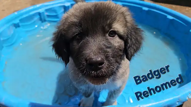 LGD Kangal Puppy's in Dogs & Puppies for Rehoming in Oshawa / Durham Region - Image 10