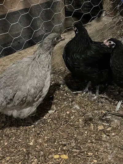 I have 4 Pullets available 2 jersey giant 1 lavender Orpington and 1 white Orpington beautiful young...