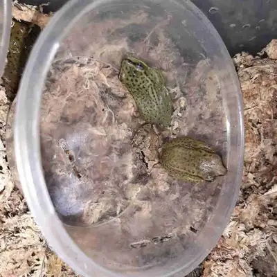 Have 6 left amazing shape good appetite