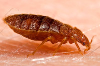 bedbug control products for sale. call text 647-354-2182
