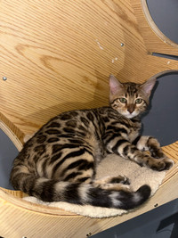 Too quality TICA registered  Bengal kittens - reputable cattery 