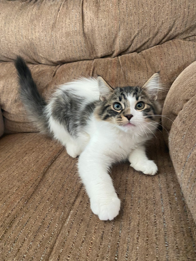 Litter trained and ready to go! Cats & Kittens for Rehoming