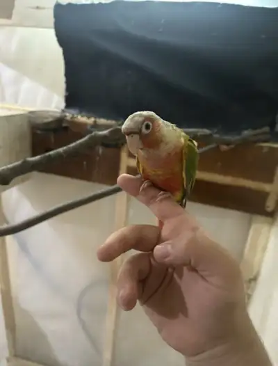 ‏conure female  ‏ ‏, View more