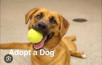 Looking to adopt a German Shepherd or Shepherd Mix , View more