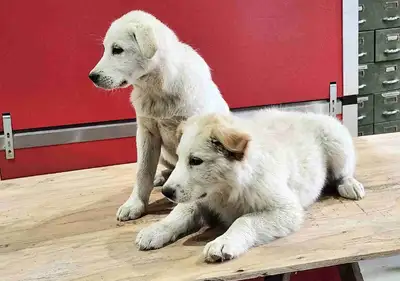 One male and one female(sold) Golden Retriever cross puppies available. 12 weeks old (born Mar. 12)....