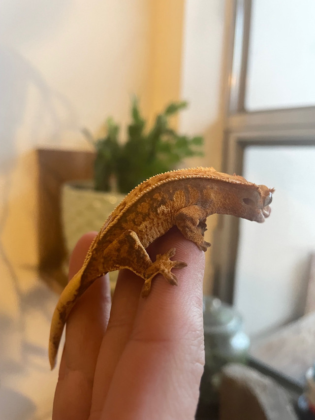 Tri colour crested gecko  in Reptiles & Amphibians for Rehoming in Mississauga / Peel Region - Image 3