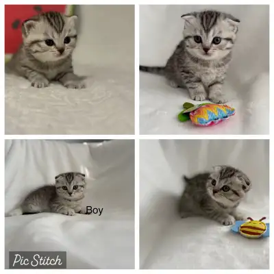Scottish Fold (READY TO GO), View more