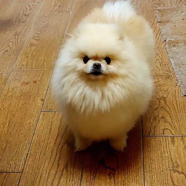 Pomeranian in Dogs & Puppies for Rehoming in City of Toronto - Image 9