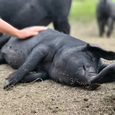 English Large Blacks - Purebred, View more