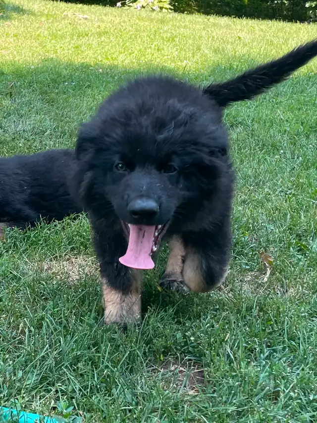 German Shepherds Puppies Berger Allemand Chiots in Dogs & Puppies for Rehoming in Longueuil / South Shore - Image 8