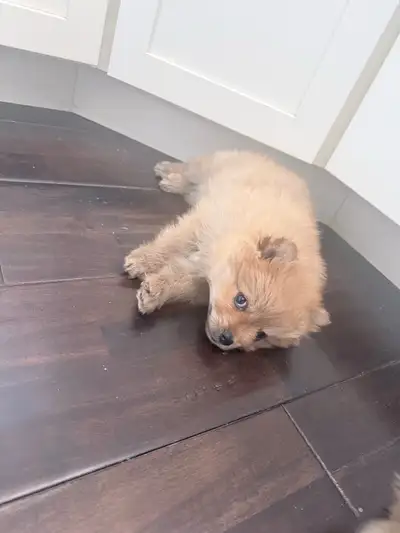 Toy Pomeranian puppy（one small sold））, View more