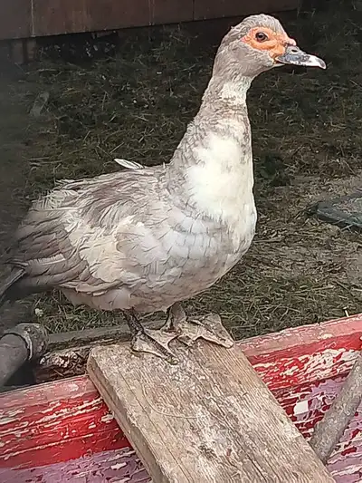 Canard 5 semaine de barbarie pure race couleur lavande, View more