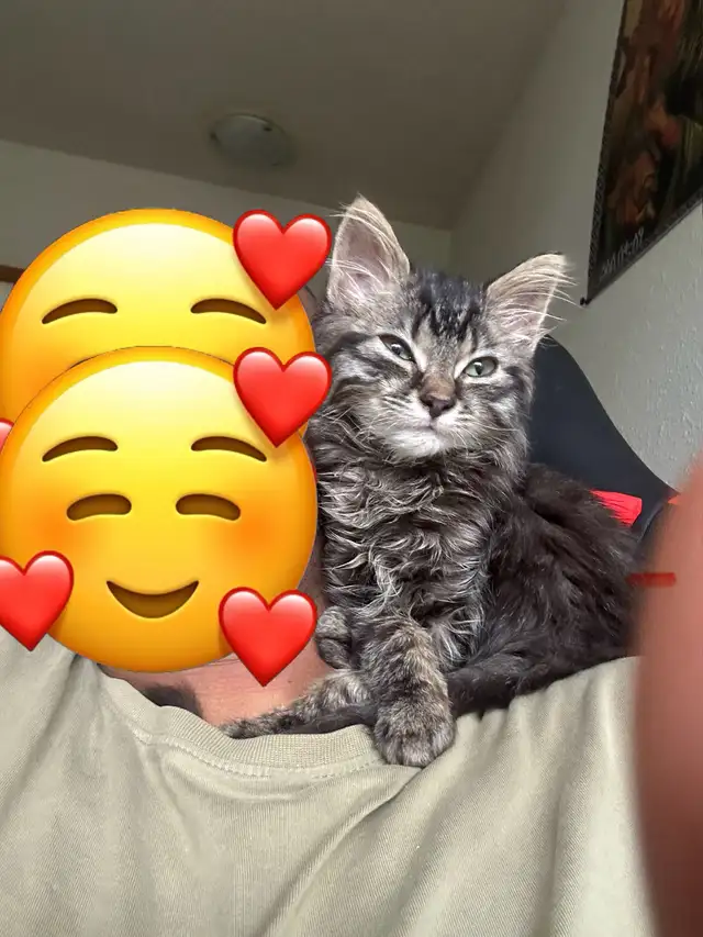 Kittens Russian x siberian Crossbreed mid  Hair Grey Kittens 2