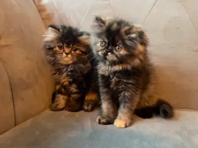 I have 2 beautiful persian kittens 1 male and 1 female. Father is Persian flat face purebred and mot...