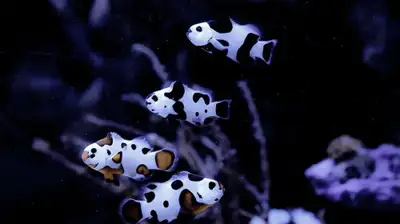 Designer Clownfish , View more