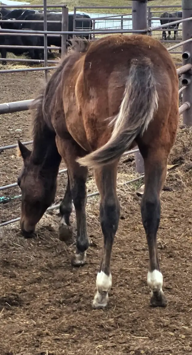 SSR SPECIAL PERKS 2025 Bay Colt in Horses & Ponies for Rehoming in Swift Current - Image 4