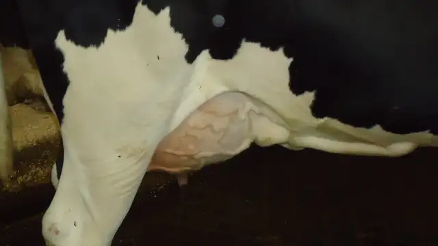 Excellent Holstein Nurse cows in Livestock in Calgary - Image 3