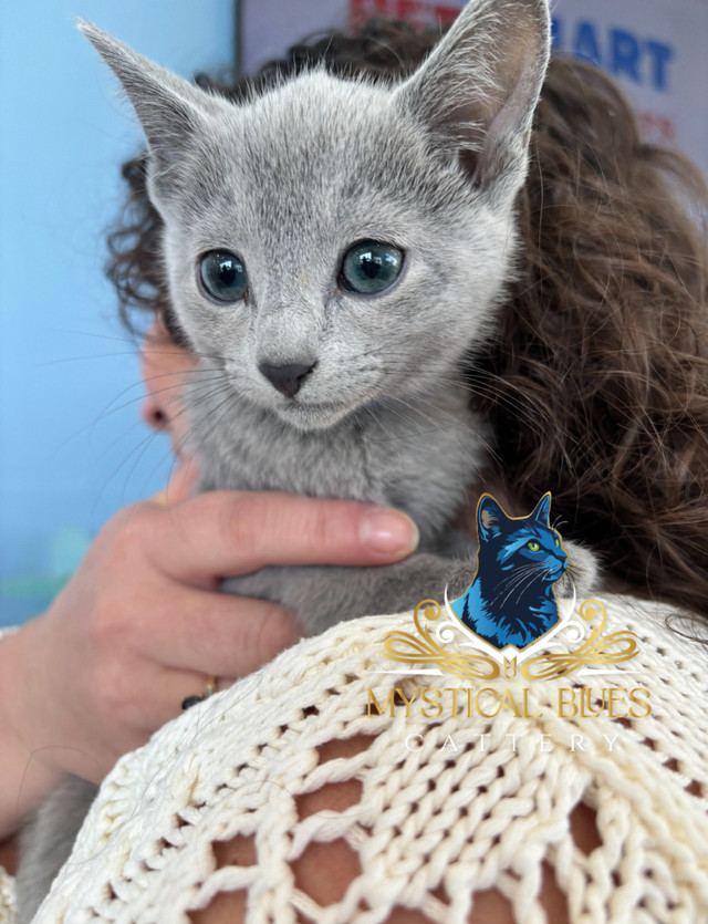2 M left TICA Purebred Russian Blues  in Cats & Kittens for Rehoming in Barrie