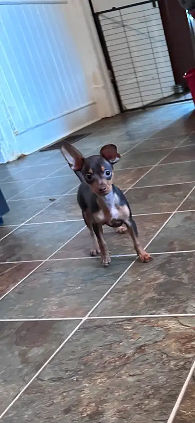 Miniature Pinscher Puppies, View more