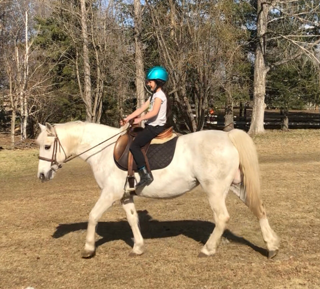 **SOLD** 2014 13.3hh Pony Mare  in Horses & Ponies for Rehoming in Edmonton - Image 2