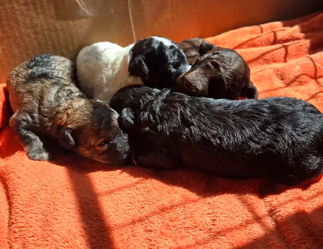caniches nains (toys) in Dogs & Puppies for Rehoming in West Island - Image 2
