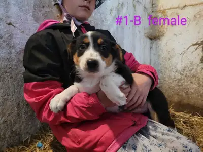 Farm Dog Puppies , View more
