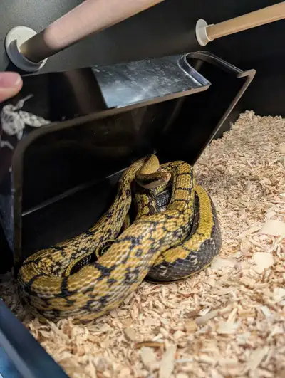 Chinese Beauty Snakes for sale 1.0 Adult wild type 100% het for albino and calico. Proven breeder $3...