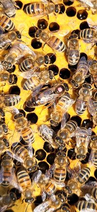 Honey Bee Nucs Spring 2024