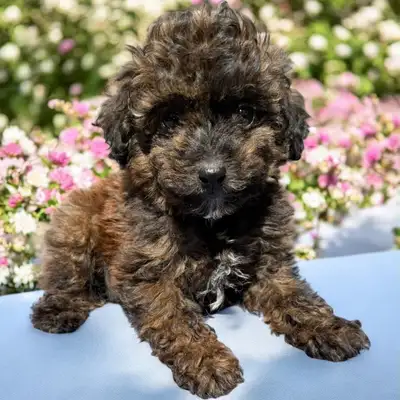 Beautiful Male Toy Poodles Ready For Their New Homes, View more