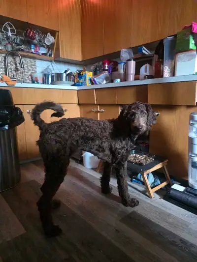 Looking for a loving home for this energetic Doodle! Coco is ready to bring joy and companionship to...