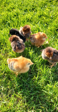 8 pullets available - 1 week old