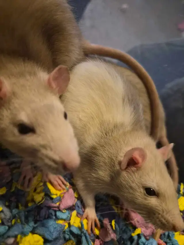 cuddly baby rats need furrever homes!! in Small Animals for Rehoming in Oshawa / Durham Region - Image 8