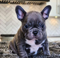 CKC registered Frenchie Puppies