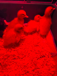 Pekin ducklings Available End of May