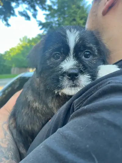 Puppyfor sale 8weeks, View more