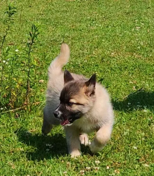 Husky x pup 1 girl with blue eyes in Dogs & Puppies for Rehoming in Ottawa - Image 6