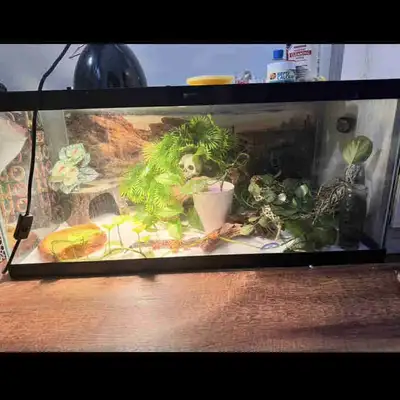 40 gallon terrarium + accessories , View more