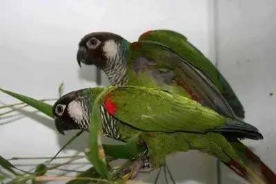 ​Available: Bonded Pair of White-Eared Conures, View more